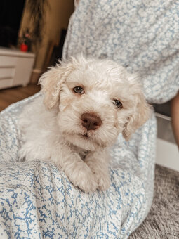 Lagotto romagnolo - italský vodní pes s PP - 5