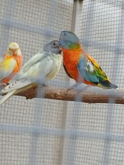 neofema modrohlavá - 5