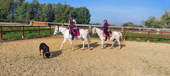 Pony do sportu pro šikovného juniora - 5