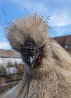 KOHOUT HEDVABNIČKY - 5