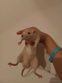 Potkaní holky - OLOMOUC, BRNO, VYSOČINA - 5