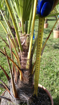 Palmy - Trachycarpus Fortunei - 5