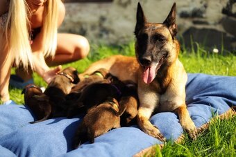 Belgický ovčák Malinois - 5