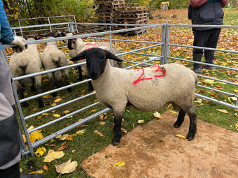 Plemenné beránky Suffolk - 5