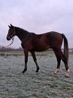 Valach po Compagnero R.S. - 5