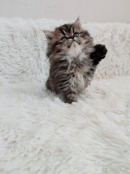 Perská činčila koťátka - 5