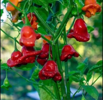 Sazenice chilli papriček - 5