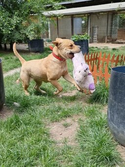 VANILKA K ADOPCI - 12m., vděčná, umazlená - 5