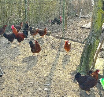 Násadová vejce a kuřátka Velsumka velka - 5