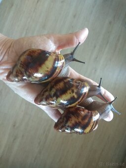 Africký šnek Archachatina Marginata Suturalis dark body - 5