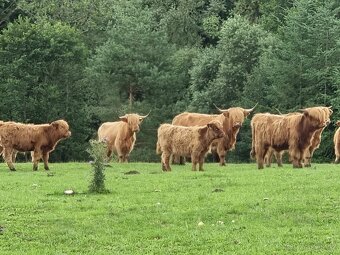 Highland - skotský náhorní skot - 5