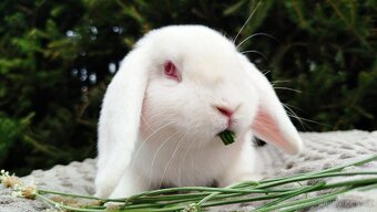 Zakrslý beránek, králík, králíček - WILLIAM - 5