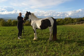 Prodej Irského Coba - 5