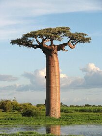 Baobab - rastliny a semená. - 5