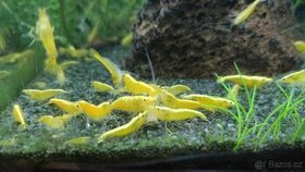 Krevetky - Neocaridina - 5