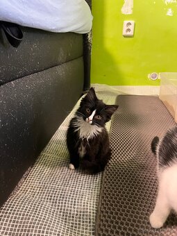 Vymazlená koťátka od koček z ulice - 5