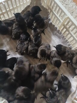 Prodám kuřátka - 5