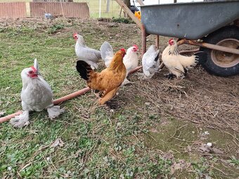 Zakrslá rousná - 5