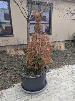 Velké květníky průměr 80cm + misky + zemina a rostliny - 5