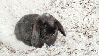 Zakrslý beránek, králíček, králík - ELLA - 5