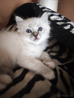 Ragdoll kocourek bez PP - 5