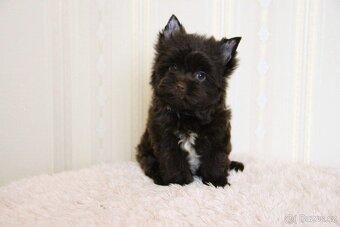 Jorkširský teriér s PP - Yorkshire terrier - 5