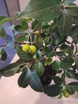 Bonsaj,bonsai Jabloň - 5