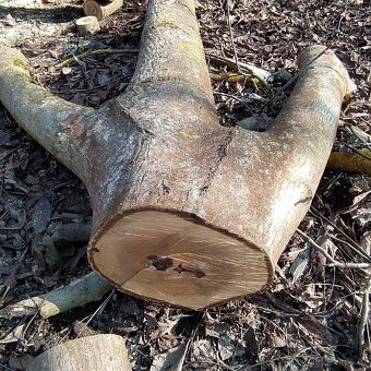 Kmeny Ořechů na fošny - 5