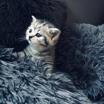 Britský kocourek ke krytí - 5