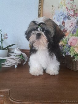 Shih-tzu s PP / shi-tzu / shi tzu - 5
