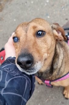 STELINKA K ADOPCI - umazlená jezevčí holčička - 5