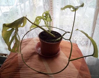2x pokojová Monstera Monkey Leaf - 5