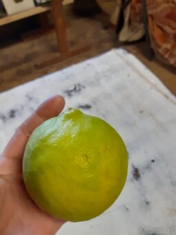 Citroník - 5