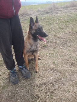 Prodám štěně BO Malinois s PP - 5