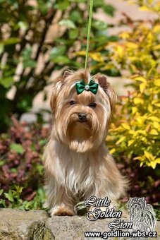 Pejsek Tic Tac golddust yorkshire terrier k prodeji - 5