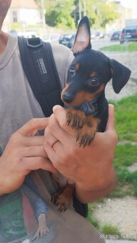 Trpasličí pinč Minidoberman - 5