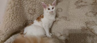 Mainska myvalia, Mainne coon,Mco - 5