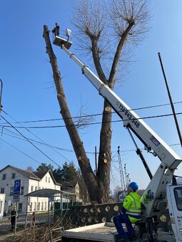 Kácení stromů v Ústeckém kraji - 5