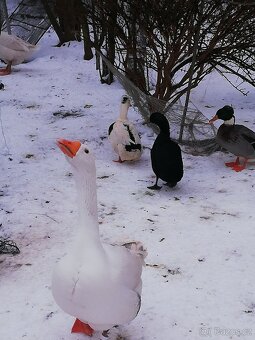 Houser loňský na chov - 5