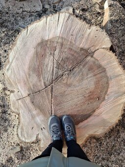 Dřevěné koláče - 5