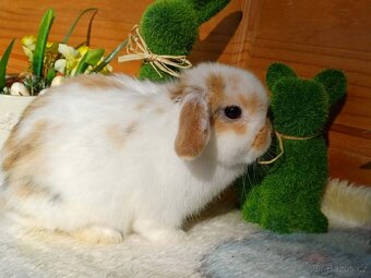 volná samička - minilop - 5