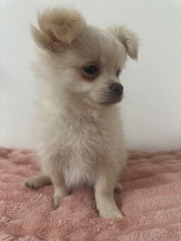 Štěňátka Pomeranian - 5