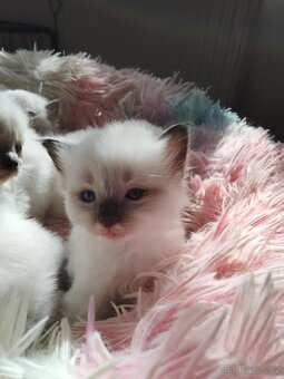 Luxusní Ragdoll koťátka bez PP k rezervaci - 5