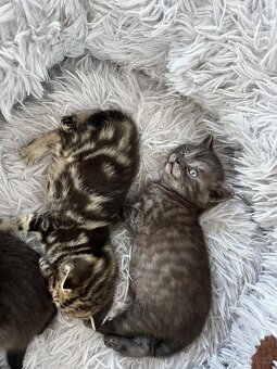 Whiskas kočička - 5
