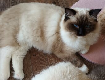 Kočička ragdoll seal mitted s PP - 5