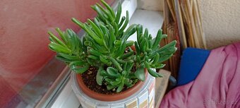 Tlustice ( crassula ovata) - 5