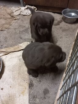 Labrador retrívr - 5