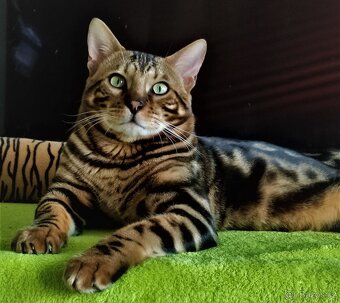 Bengálská kočka - 5