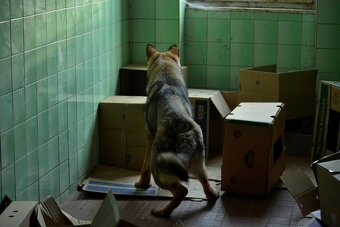 Německý ovčák-štěňata - 5