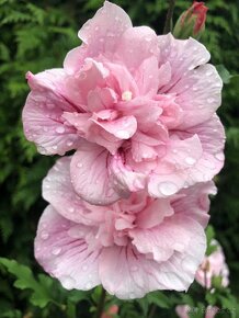 Ibišek Syrský keřový 12 barev - druhů - 5